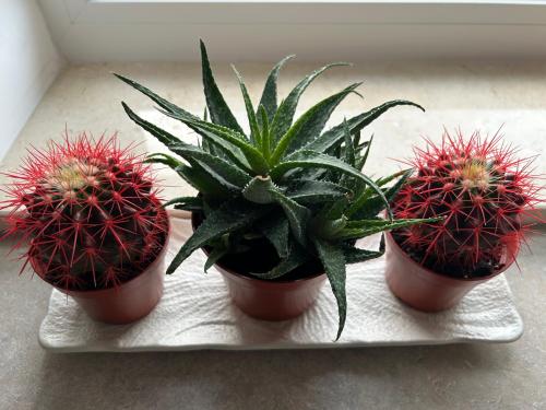 three plants in pots sitting on a tray at Luxury & Cozy Apartment - Maurer Residence Tg-Mureș in Târgu-Mureş