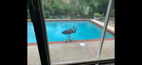 a bird standing in the water near a swimming pool at Vacation home in Melbourne