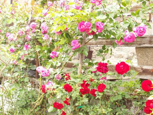 a bunch of pink roses growing on a wooden fence at Casa delle Rose in Teglio