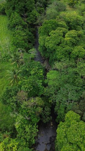 an aerial view of a river in a forest at Betulio's Oasis in Fortuna