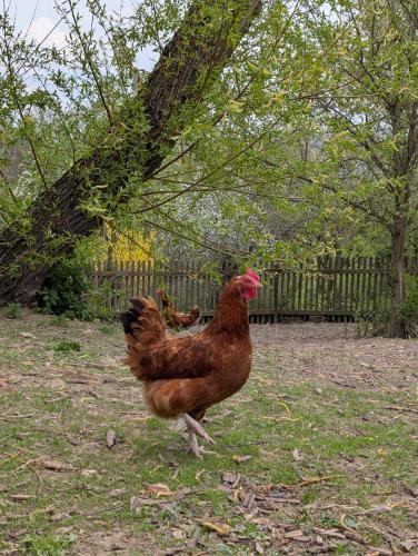 Animales en el departamento o alrededores