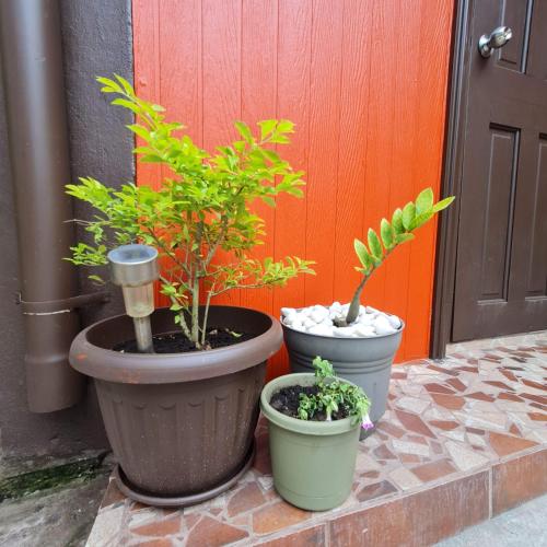 three potted plants sitting in front of a door at Casa-cabaña Jefe Indio /Playa Cacique in Cacique