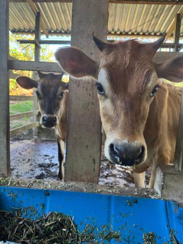 two cows are standing in a stall in a barn at Gambas Lodge in Fortuna