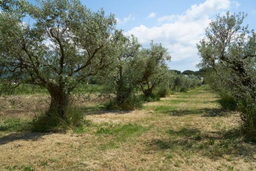 a row of olive trees in a field at Villa Cavalletti in Grottaferrata