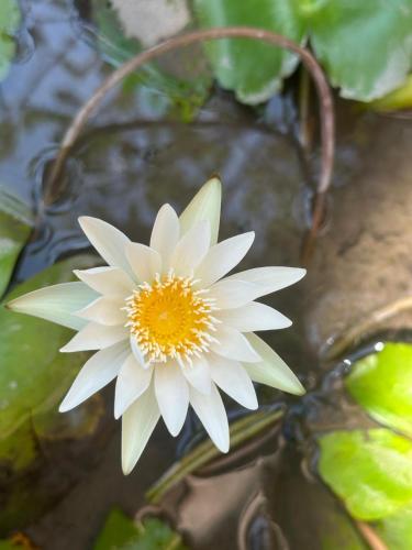 a white and yellow flower sitting in the water at Villa Rabita in Ubud