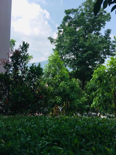 a group of trees in a field of grass at Alpine Zenith - Luxury Wooden Cottages in Meppādi