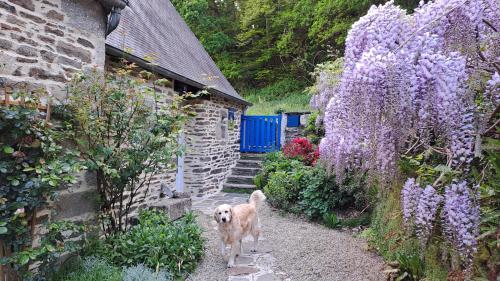 a dog standing next to a house with purple flowers at Moulin de Kervegan in Plouzélambre