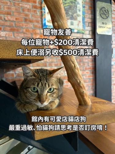 a cat sitting on a table under a shelf at 缽割貓點點 青旅 DianDian hostel in Puli
