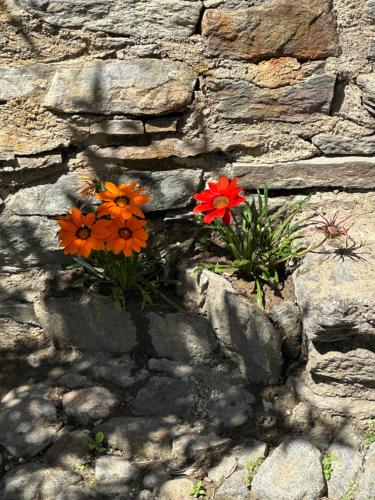 Fotografie z fotogalerie ubytování Casa Vacanze Roncaiola v destinaci Tirano