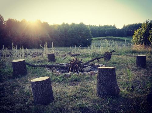 a group of tree stumps in a field with the sunset at Uroczysko Jakubowo in Dąbrówno