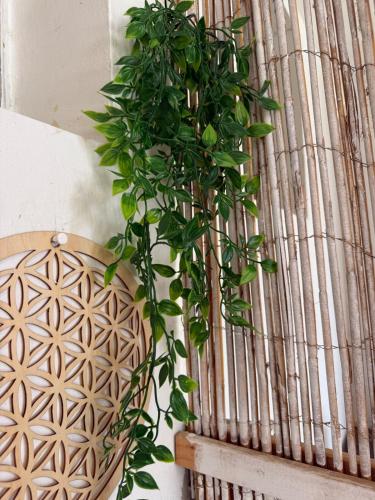 a green plant in a vase next to a window at סתלבט בקיבוץ in Hagoshrim
