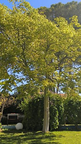 a tree with yellow leaves in a park at Small Luxury apartments Pool and sea view - Stella Del Mare in Fontane Bianche