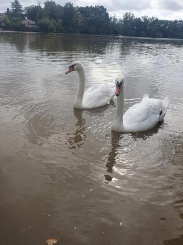 two white swans swimming in a body of water at Les berges du Seudo in Labastide-de-Lévis