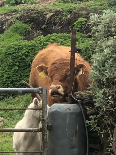 a brown cow is standing in a field at Atlantic Way Farmhouse in Lahinch