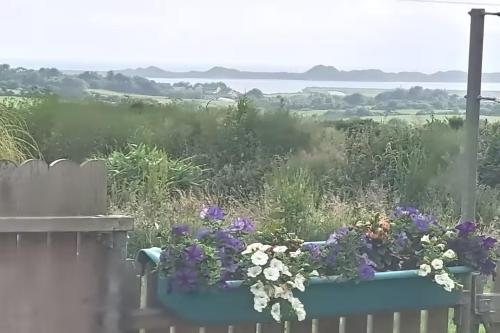 a garden with flowers in a blue box at An Teach Beag - Dunmore East in Waterford