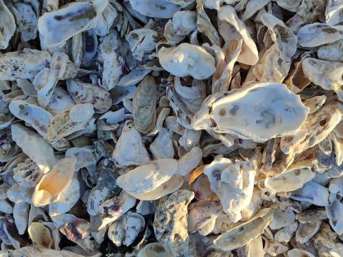 a pile of shells on the beach at Villa Marie in Courçon