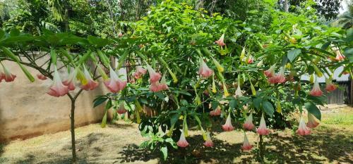 a bunch of pink flowers hanging from a tree at Kingston Estate in Digana