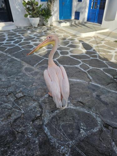 a pink pelican standing on a stone ground at Classy Classic in Mýkonos City