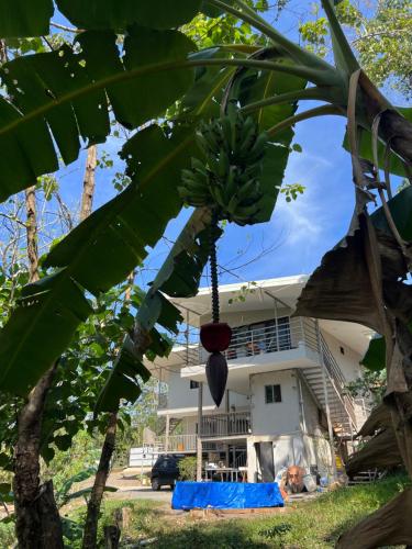 a house with a bunch of bananas hanging from a tree at Pura Vida Jungle Retreat - Montezuma in Montezuma