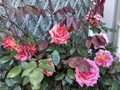 a bush of pink roses next to a fence at Bryn Guest House in Conwy