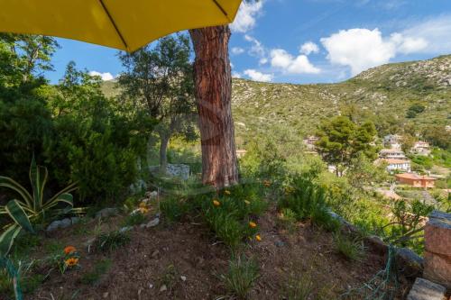 a tree with a yellow umbrella in a garden at Villa Marilena - Goelba in Fetovaia