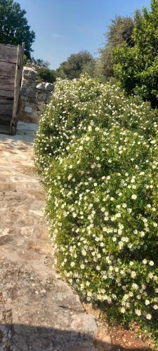 Trullo Gioにある庭