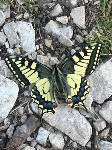 a butterfly laying on the ground on rocks at Ferienhaus Valentina in Grundlsee