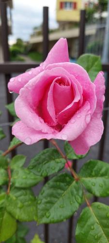 a pink rose with water droplets on it at Marlingsuites - Vinea - Wieser Josef - Marling in Marlengo