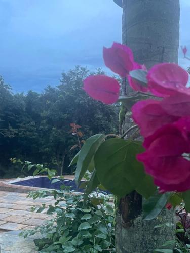 a group of pink flowers on a tree at Hotel Sinhá in Tianguá