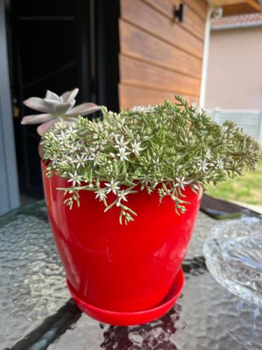a red vase with a plant in it on a table at У Максима in Petrovac na Mlavi