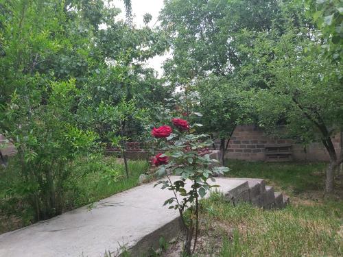 a plant with red roses growing on a sidewalk at Hill Station in Yerevan