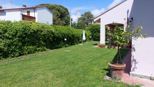 a small tree in a pot next to a house at Villa Damiano in Tarquinia
