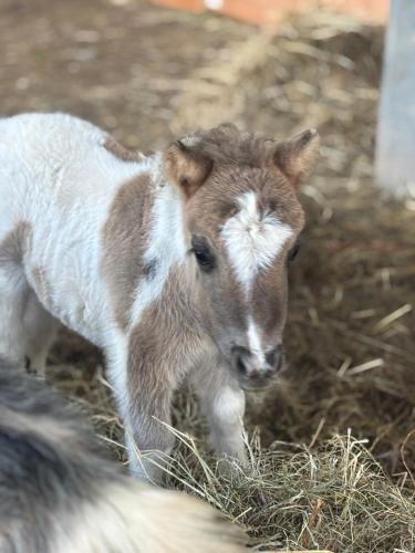 a baby calf is standing in some hay at Bridie -rose with wood tub country retreat in Kington