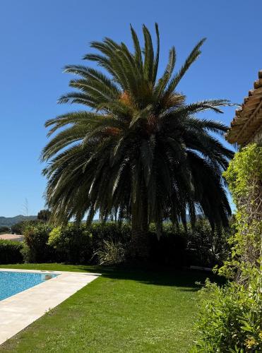 un palmier installé à côté d'une piscine dans l'établissement Magnifique villa vue mer avec piscine et plage privée, à Grimaud