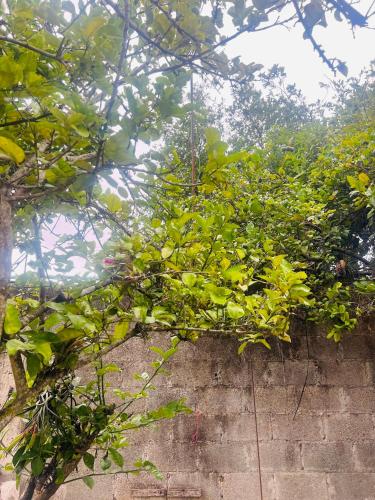 a bunch of green plants on a brick wall at Apartamento SamSay III in San Isidro