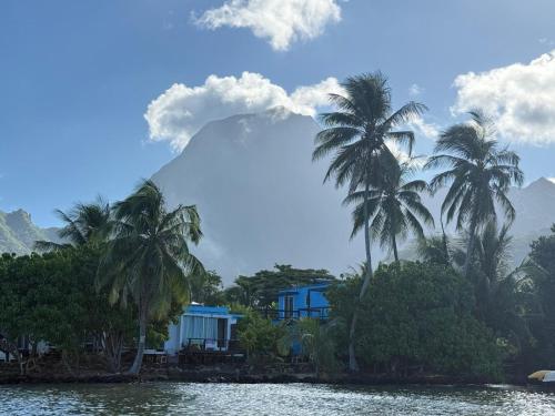a group of palm trees in front of a mountain at bungalow vue lagon 180 degré, la maison bleue in Moorea
