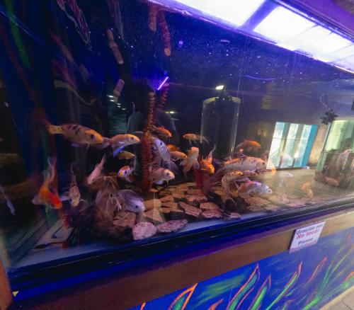 a aquarium filled with lots of fish in a room at Splash Inn Nuevo Vallarta & Parque Acuatico in Nuevo Vallarta 