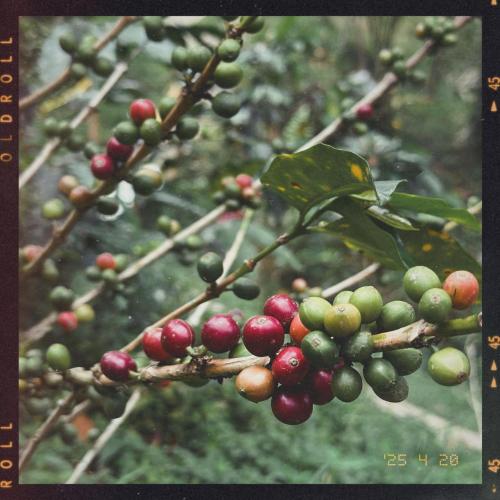 a bunch of green and red fruits on a tree at Cabaña en el Campo in La Vega
