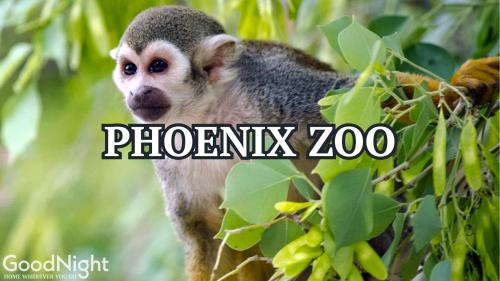a monkey in a tree with the words phoenix zoo at Panorama View - Mountain Views - Community Pool in Fountain Hills