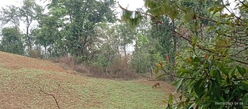 a monkey walking in a field of grass at Everest Home Stay Temal Kalimati Tower in Thapathali