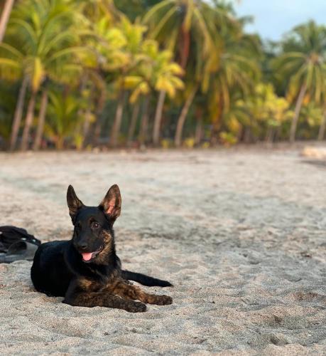 a black and brown dog laying on the beach at Woodstock Hostel in Sámara