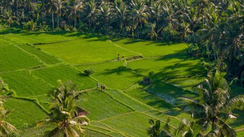 an aerial view of a green field with palm trees at Edge of Ubud by GenuineHost in Ubud