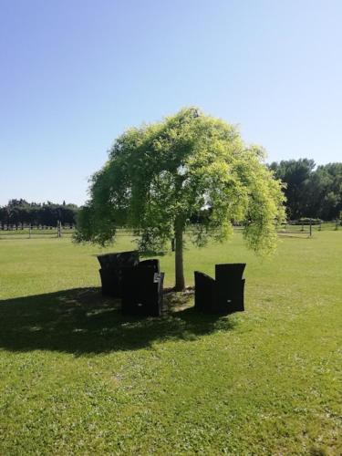 un arbre assis au milieu d'un champ dans l'établissement Gîte Emma, à Mouriès