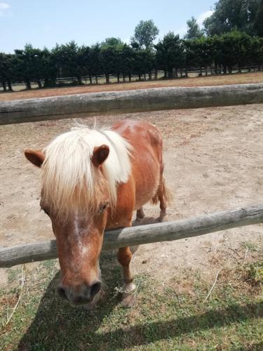 un cheval brun et blanc debout à côté d'une clôture dans l'établissement Gîte Emma, à Mouriès