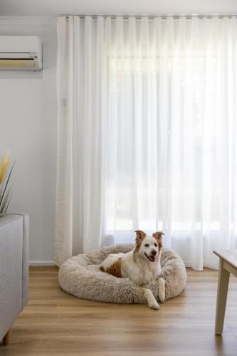 a dog laying on a dog bed in front of a window at Halcyon Haven in Aldinga Beach