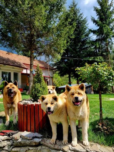 a group of three dogs standing in a yard at Casuta dintre brazi - Valea Doftanei - 2 camere in Valea Doftanei