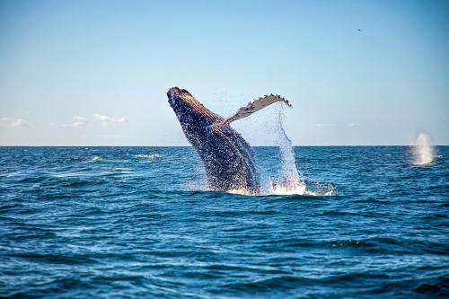 a humpback whale jumping out of the water at ME Cabo by Meliá in Cabo San Lucas
