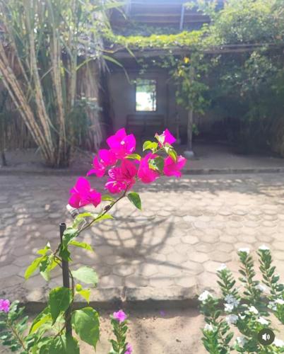Κήπος έξω από το Orgonized OASIS
