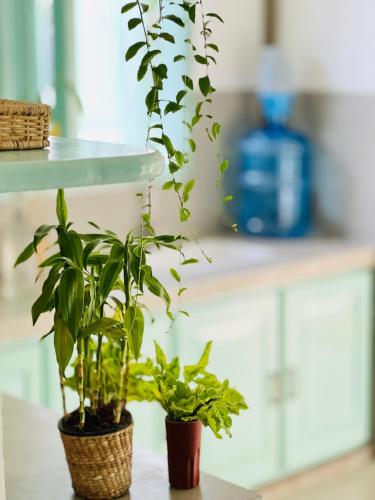 two plants in baskets sitting on a table at Water's Edge Villa in Ahangama