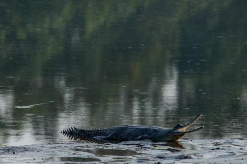 an alligator is swimming in the water at Sanctuary Chitwan National Park in Chitwan